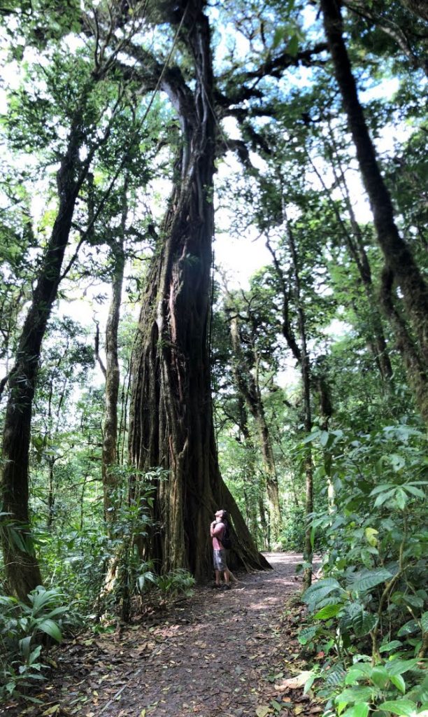 Ficus Tree Monteverde Cloud Forest. March 2019