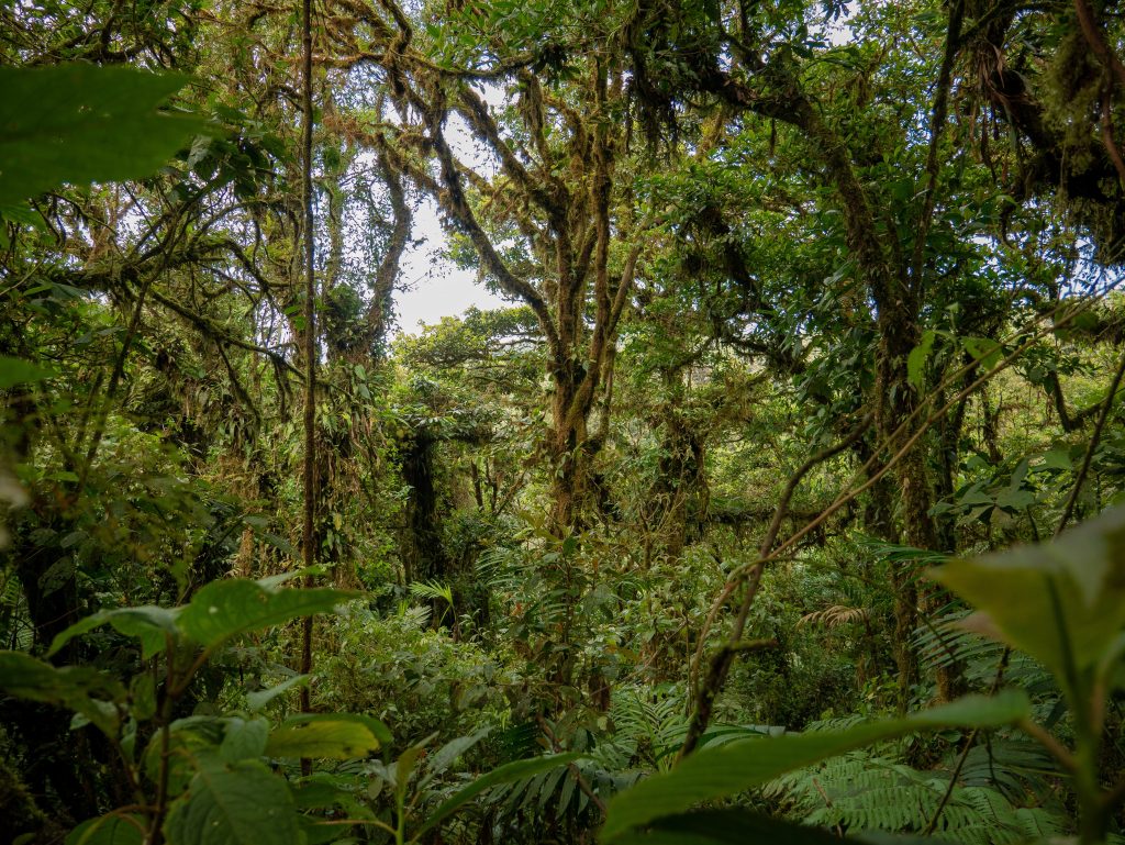 Monteverde Cloud Forest. March 2019