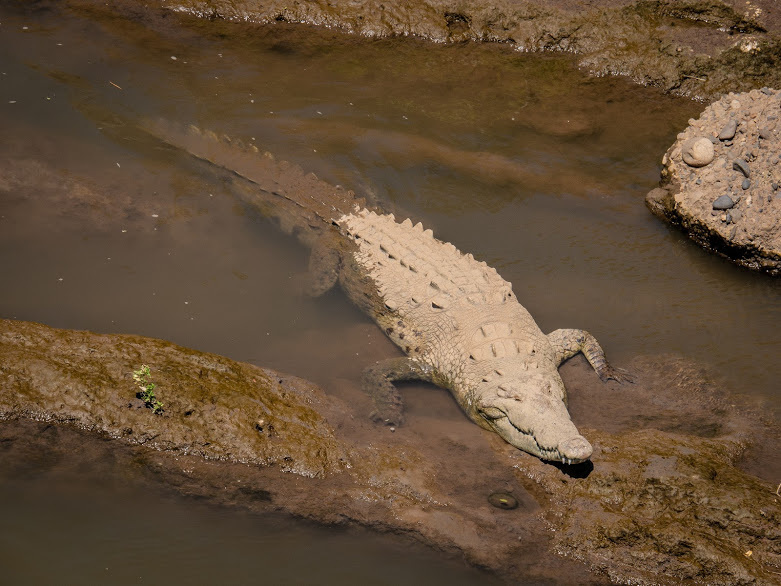 Crocodile Bridge Costa Rica. March 2019