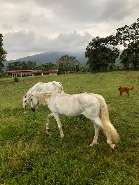 Wild Horses, Costa Rica. March 2019