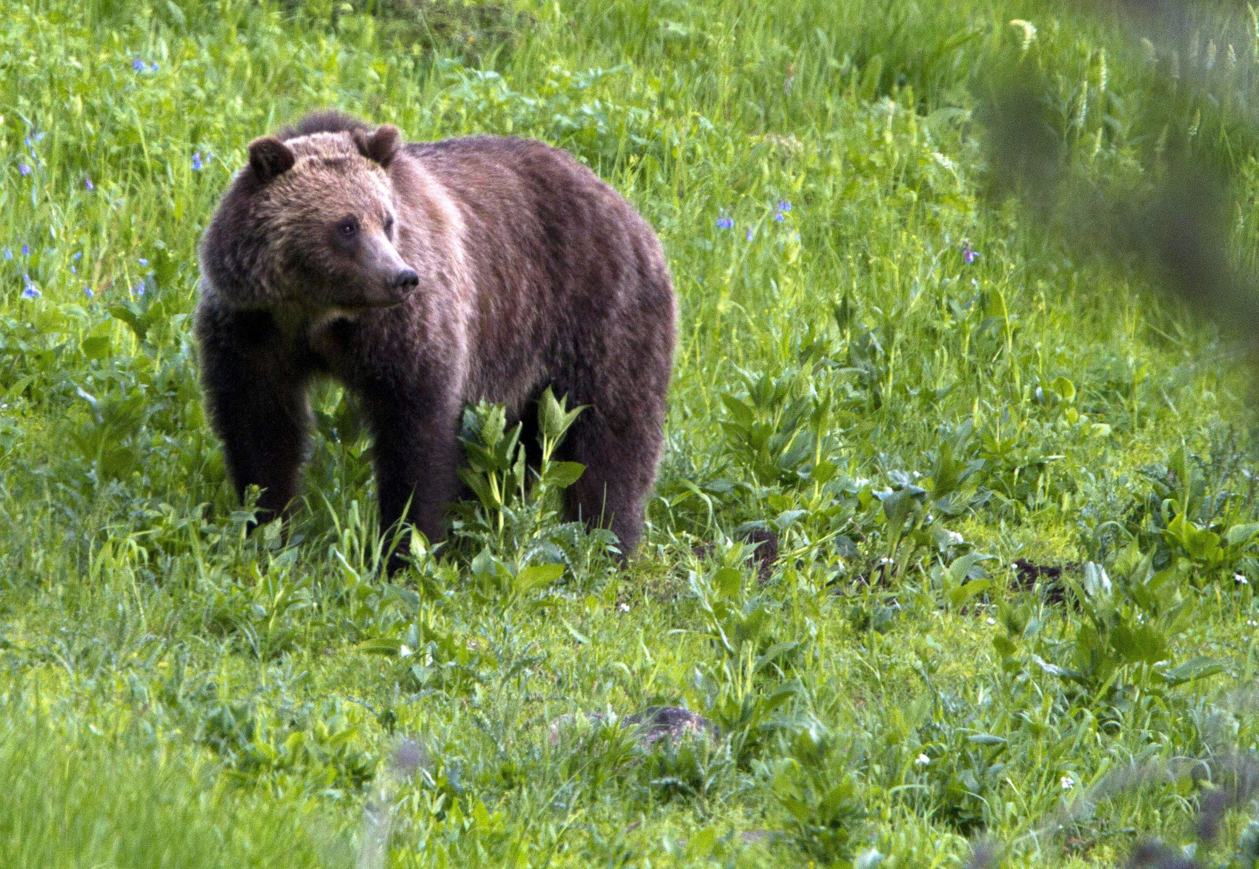 grizzly-bear-attacks-man-in-alaska-navigatornick